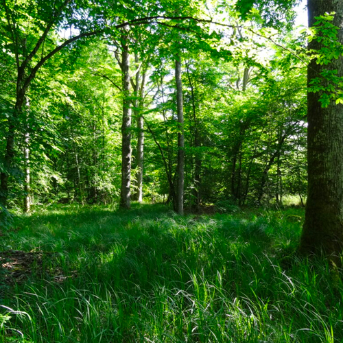 Forêt-domaniale-de-la-Reine