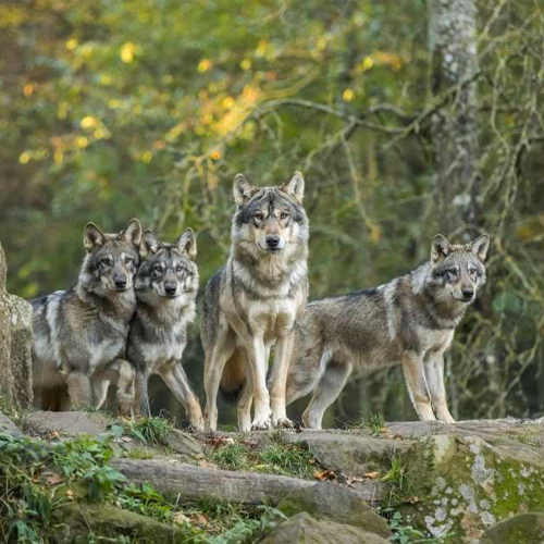 Parc-animalier-de-Sainte-Croix