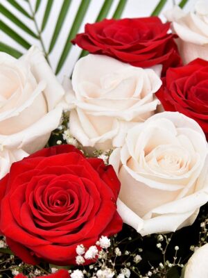 Roses blanches et rouges