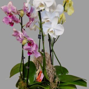 Orchidée colorée